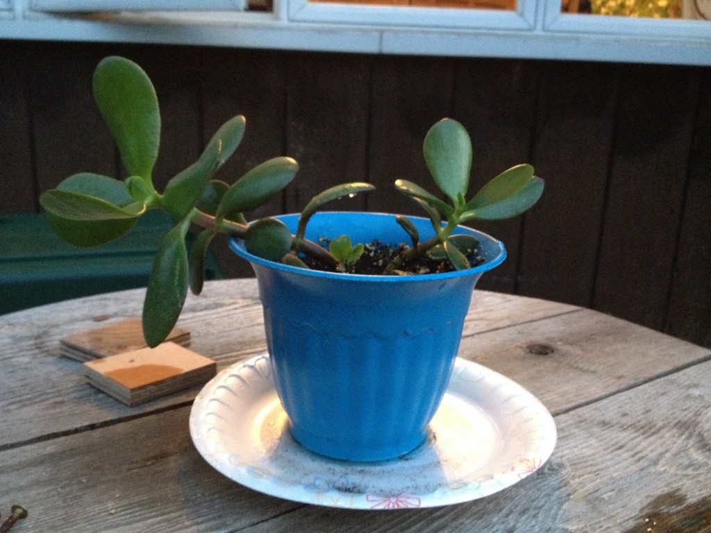 Read 1 answer to a question about Limp jade plant Gardening Know How