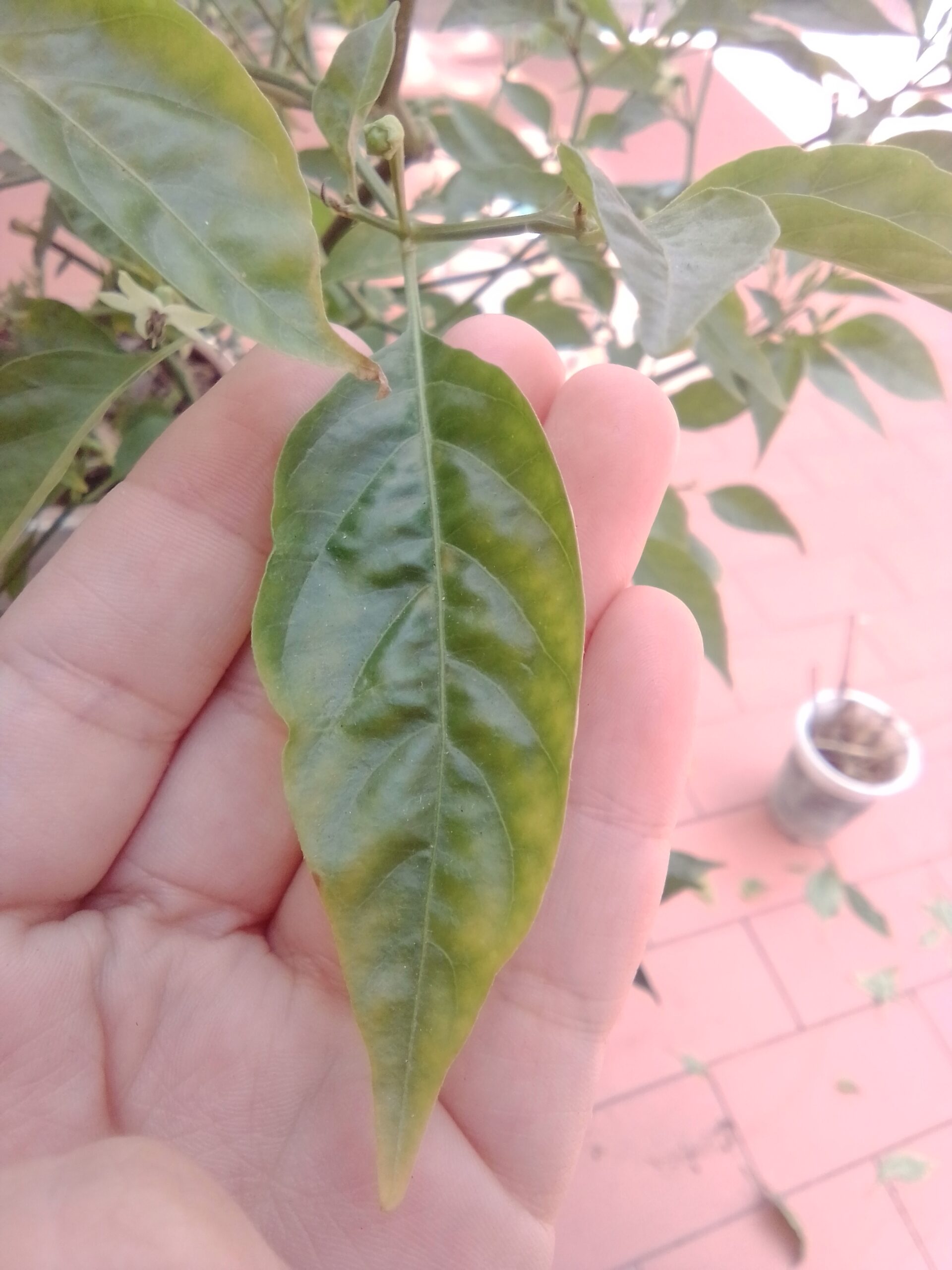 Read Answer To A Question About Is My Chilli Pepper Plant Overwatered