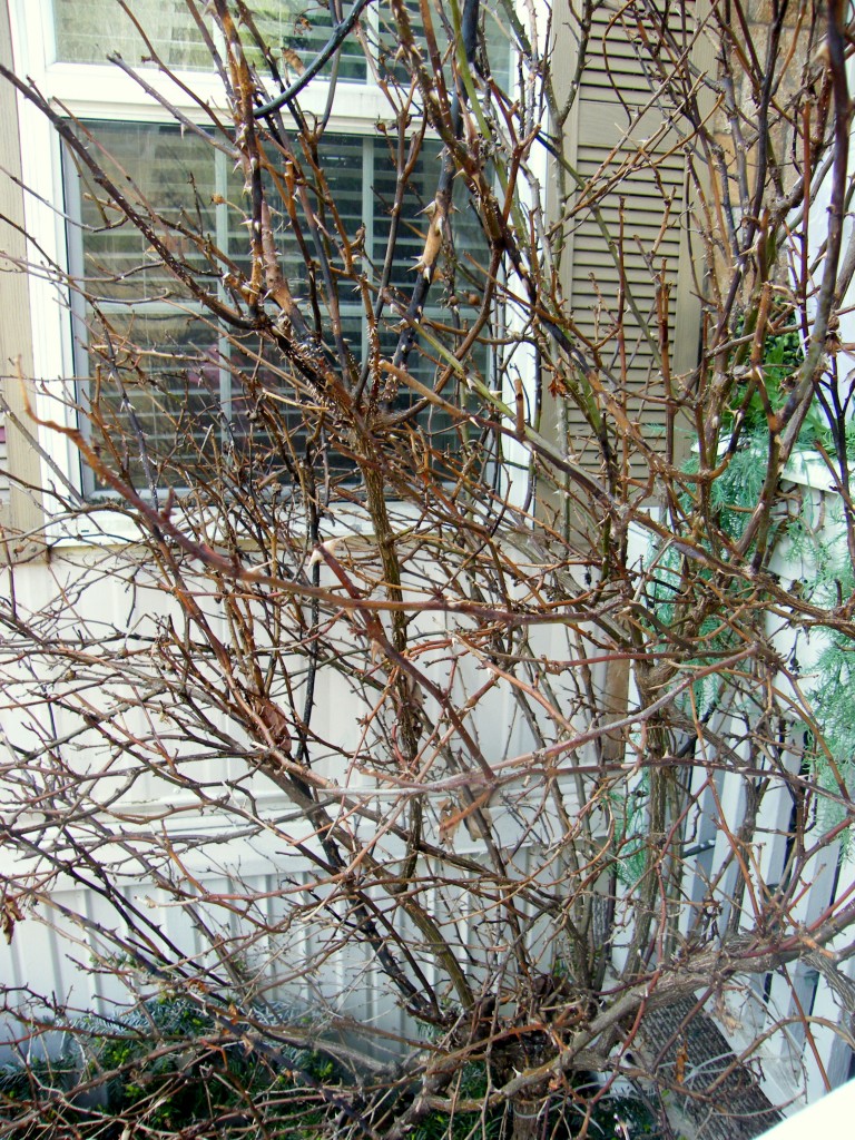 Why My Roses Not Blooming at Ronald Simpkins blog