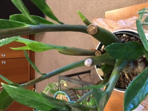 ZZ Plants Questions & Answers | Questions 8 - 14