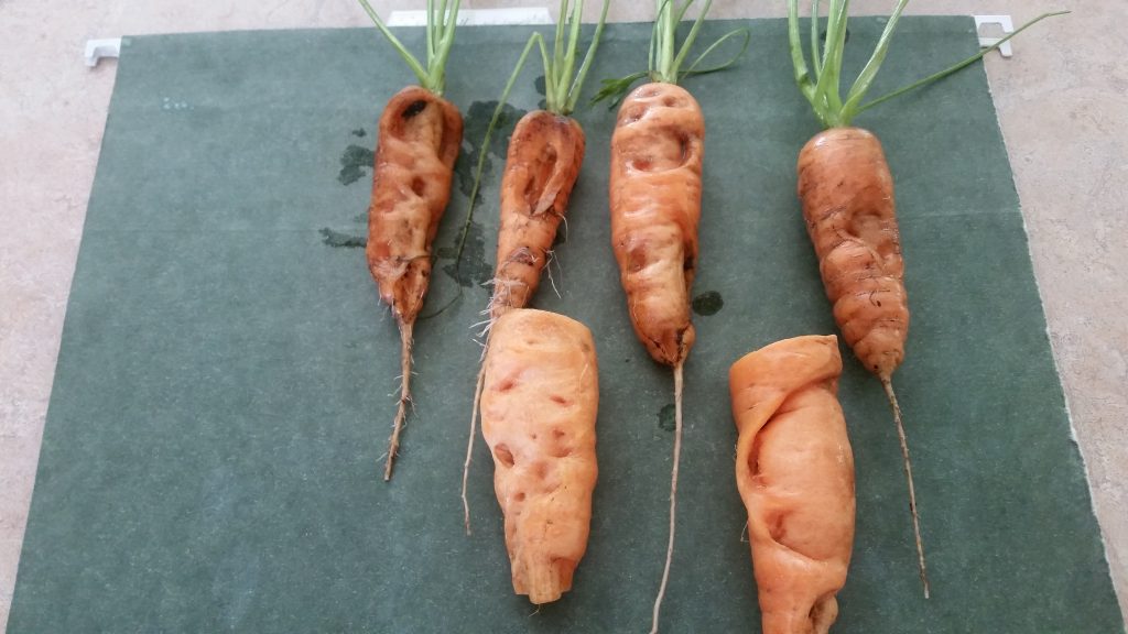Read 2 answers to a question about Deformed carrots Gardening Know
