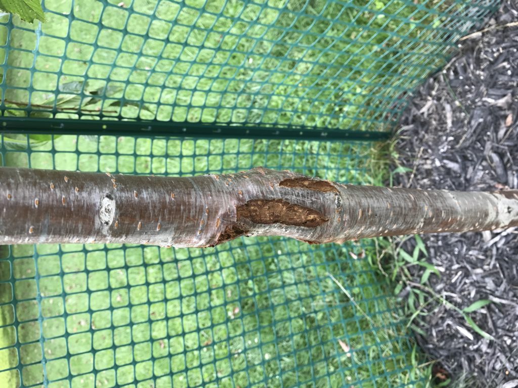 Read 2 answers to a question about Weeping Cherry Tree Has Bark Damage