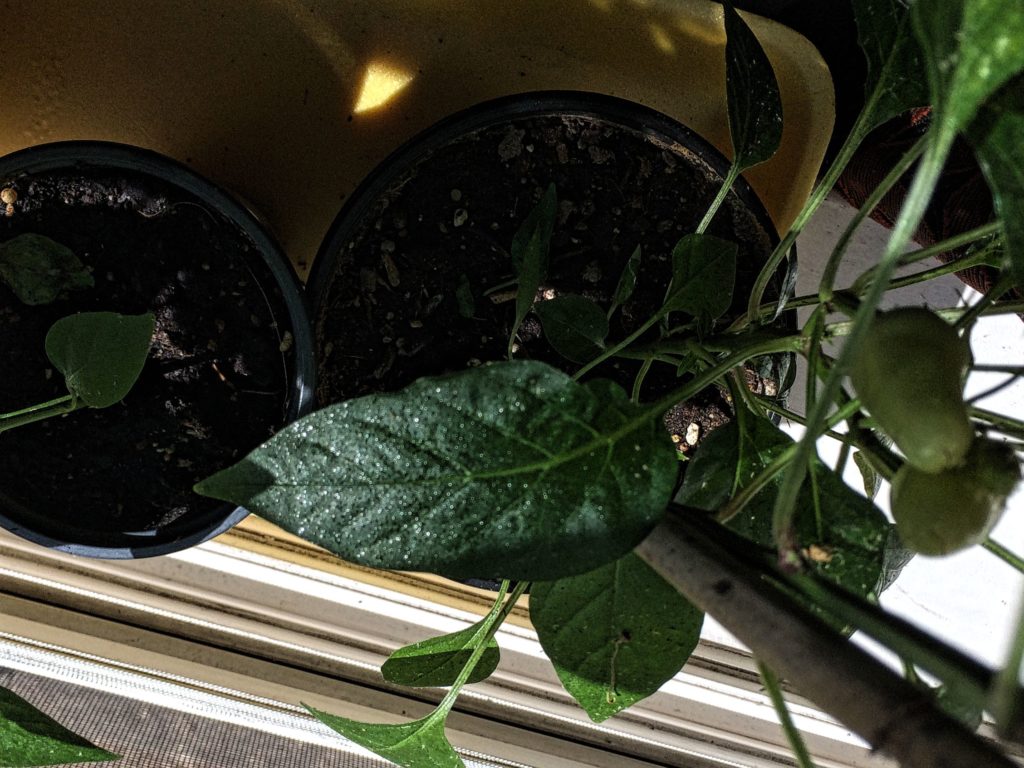 Read 1 answer to a question about White pests & sticky sap on plants