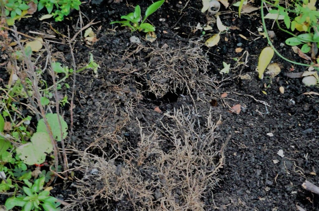 Read 1 answer to a question about Can I remove these roots - Gardening ...