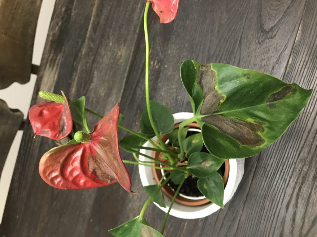 Anthurium Plants Questions & Answers | Questions 78 - 84