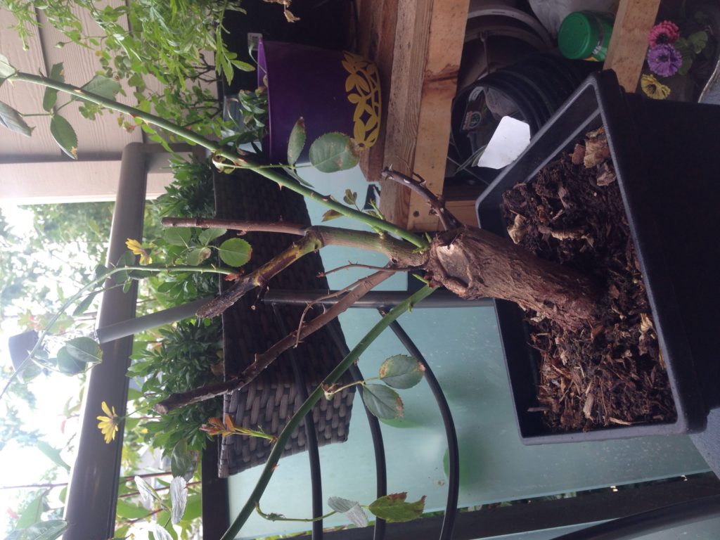 Read 1 answer to a question about How deep should I set my rose bud