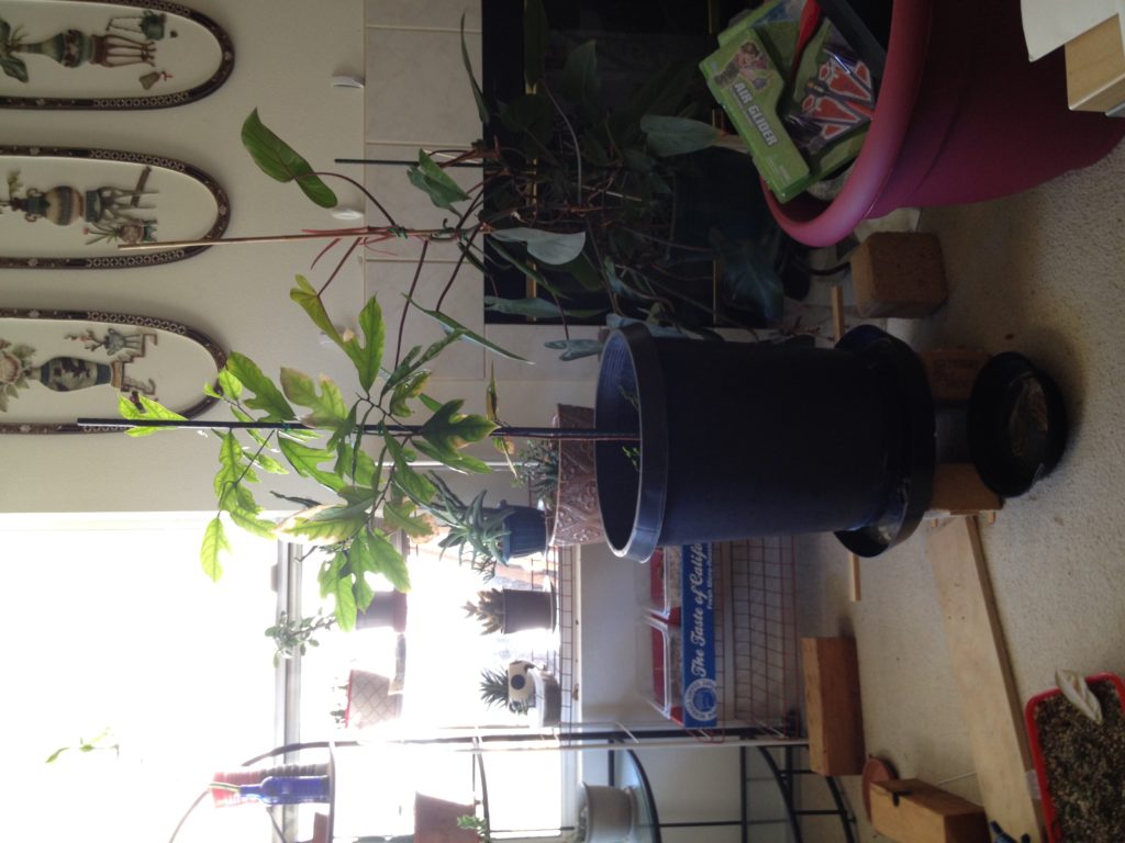 Read 2 answers to a question about My Jackfruit Tree Leaves turn brown and fall off. Gardening