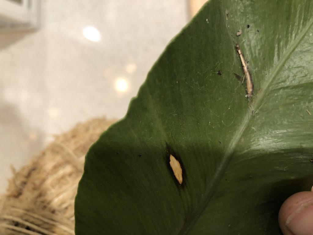 2 plante zz zamioculcas zamiifolia ZZ Plant, Buy Zamioculcas Zamiifolia Live Indoor Houseplant Online 4 inch / Minimalist Pot by Succulents Box