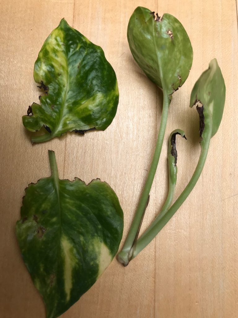 Read 1 answer to a question about Pothos leaves getting holes