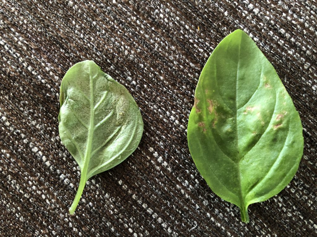 basil leaves droppy
