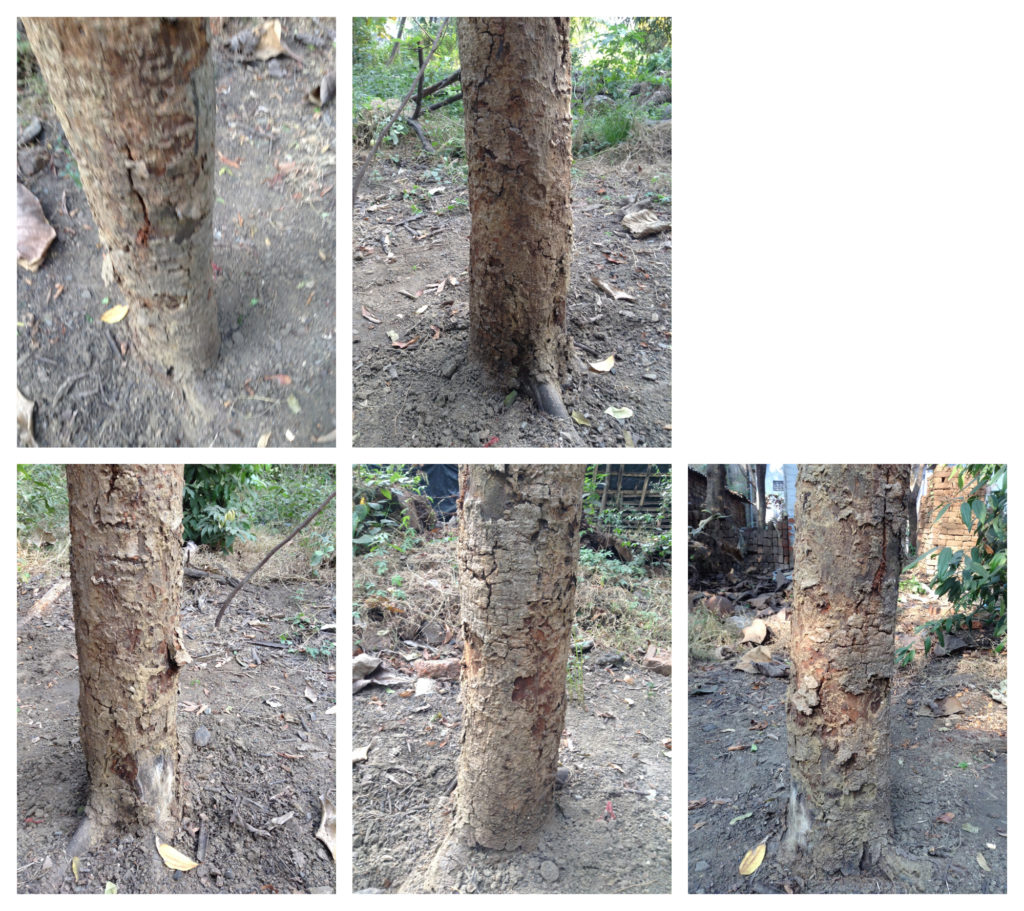 Read 1 answer to a question about Saving a Mango tree Trunk is dead