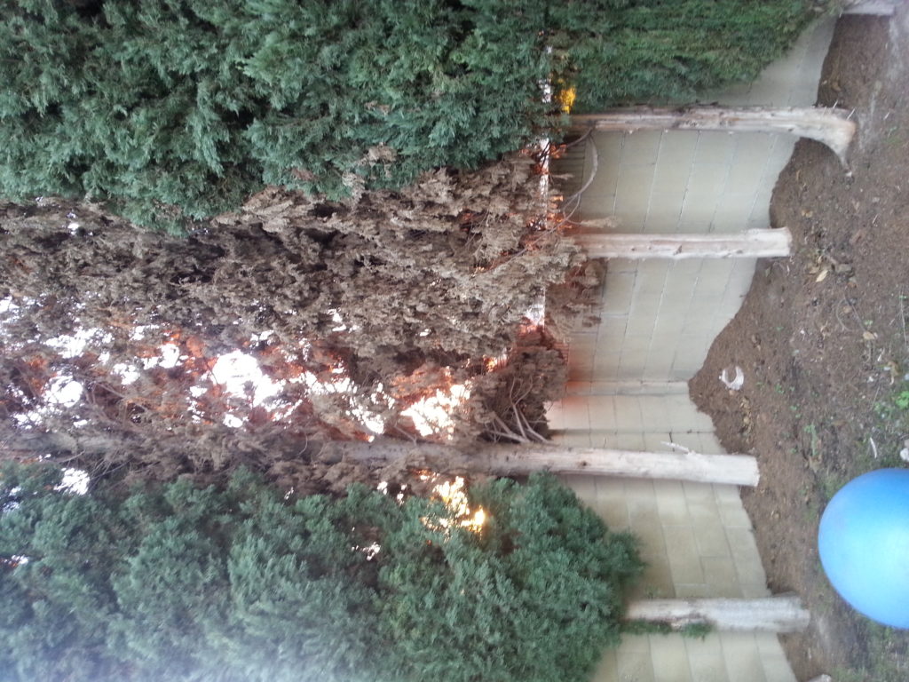 Read 1 answer to a question about Why are my trees dying? Gardening