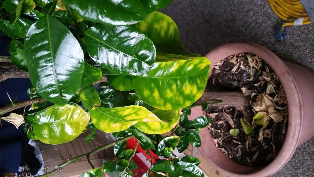 Read 1 answer to a question about My citrus tree is dying Gardening