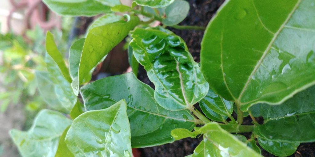 Read 1 answer to a question about Why are only one of each of my