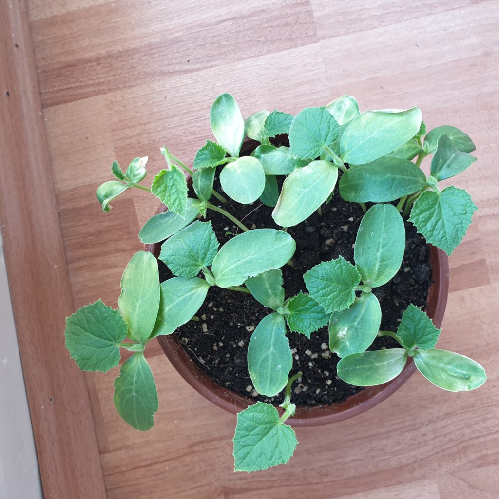 Read 1 answer to a question about My plant's leaves are turning white