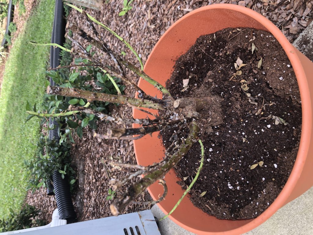 Read 1 answer to a question about What's wrong with my roses? Gardening Know How Questions