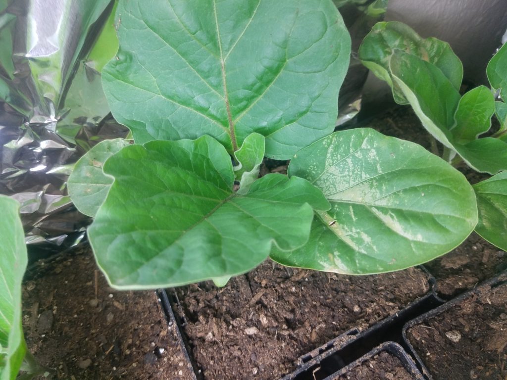 Read 4 answers to a question about Whats wrong with my plants ...