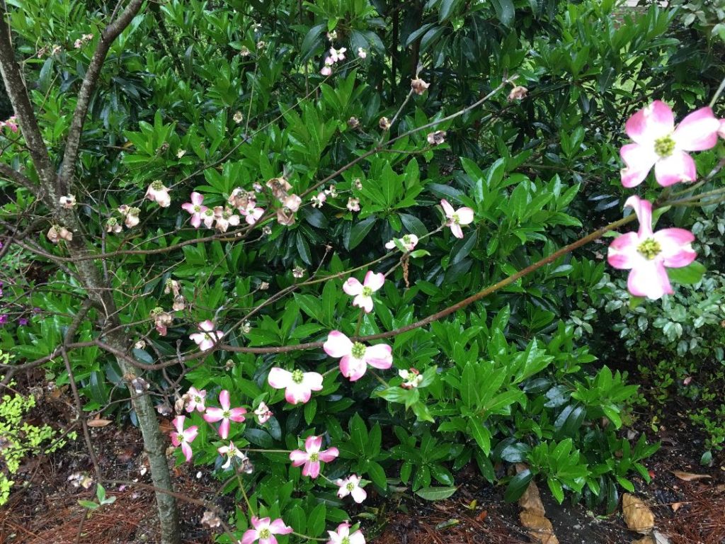 Read 1 answer to a question about Cherry tree died 2018 Gardening Know How Questions & Answers