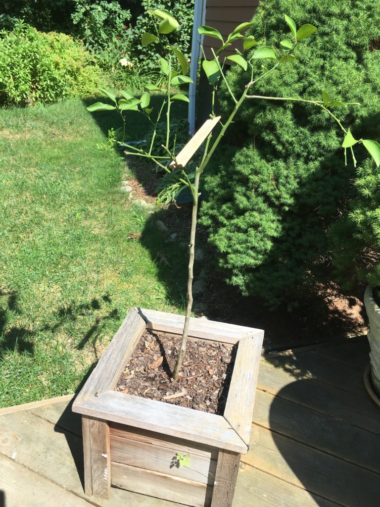 Read 1 answer to a question about Can I get a seemingly dormant Meyer