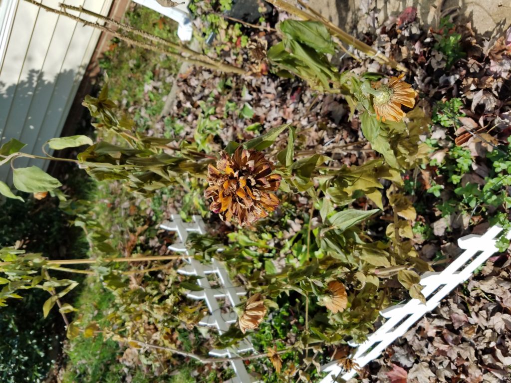 Read 2 answers to a question about How do zinnias look when the first