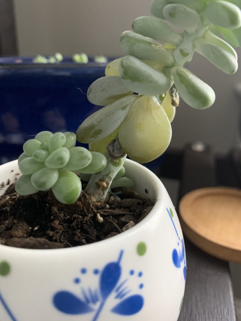 Read 1 answer to a question about Burro's Tail Succulent Dropping All