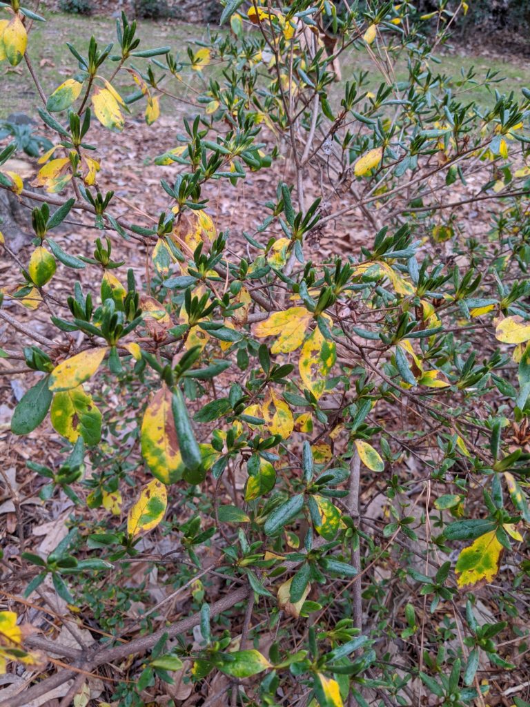 Read 1 answer to a question about Why Are My Azalea Leaves Curling And