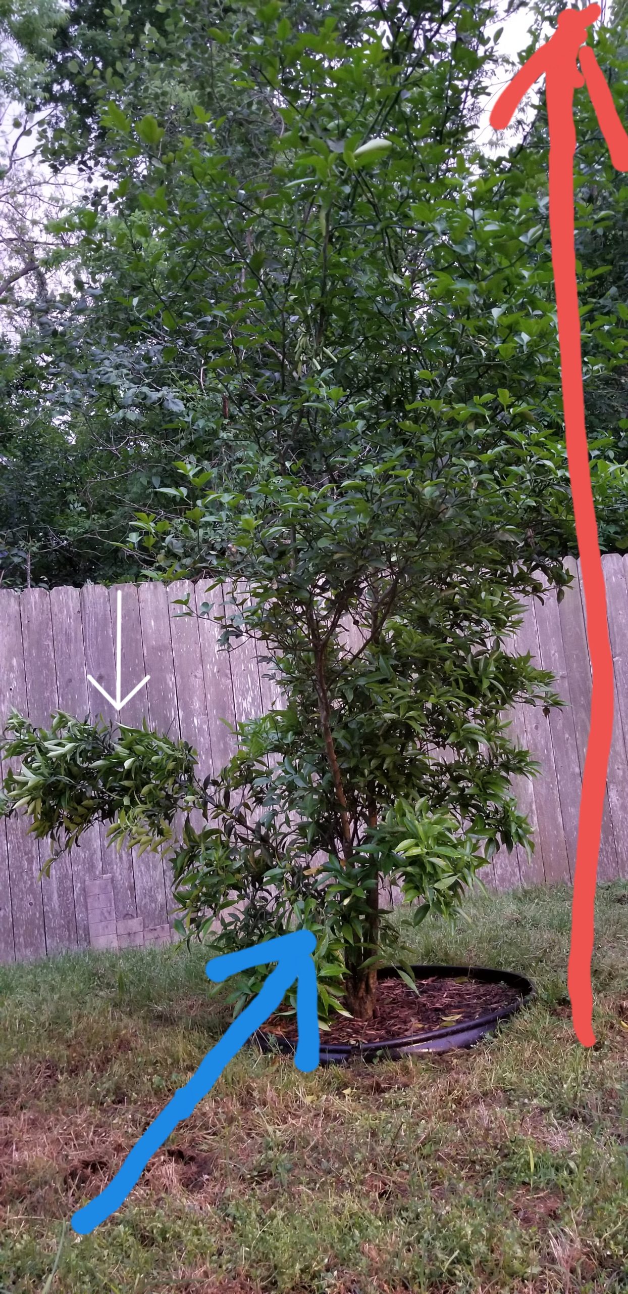 Read 3 answers to a question about Should I Prune/cut Off Lateral