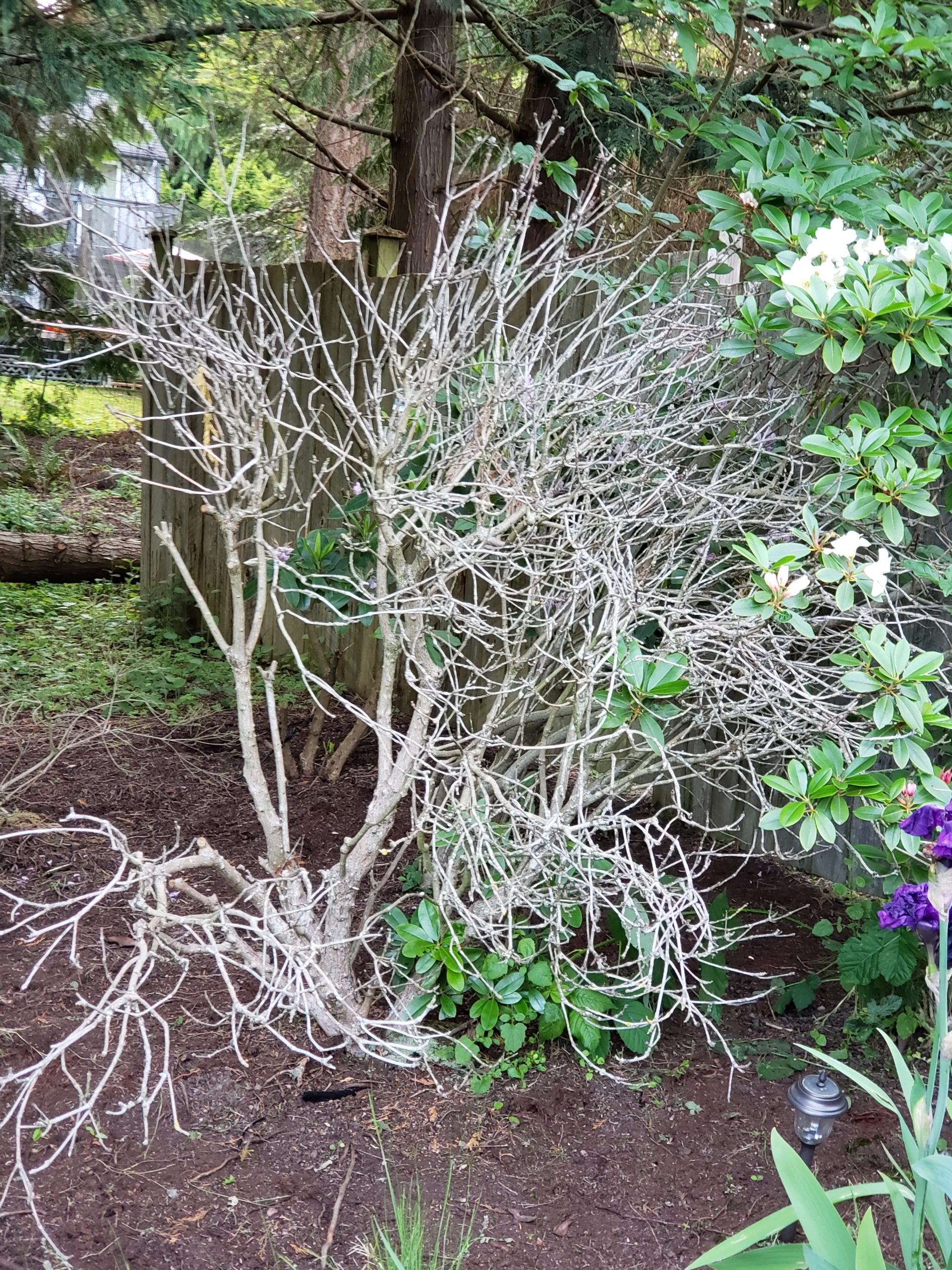 Read 1 answer to a question about Dying Bush? Gardening Know How