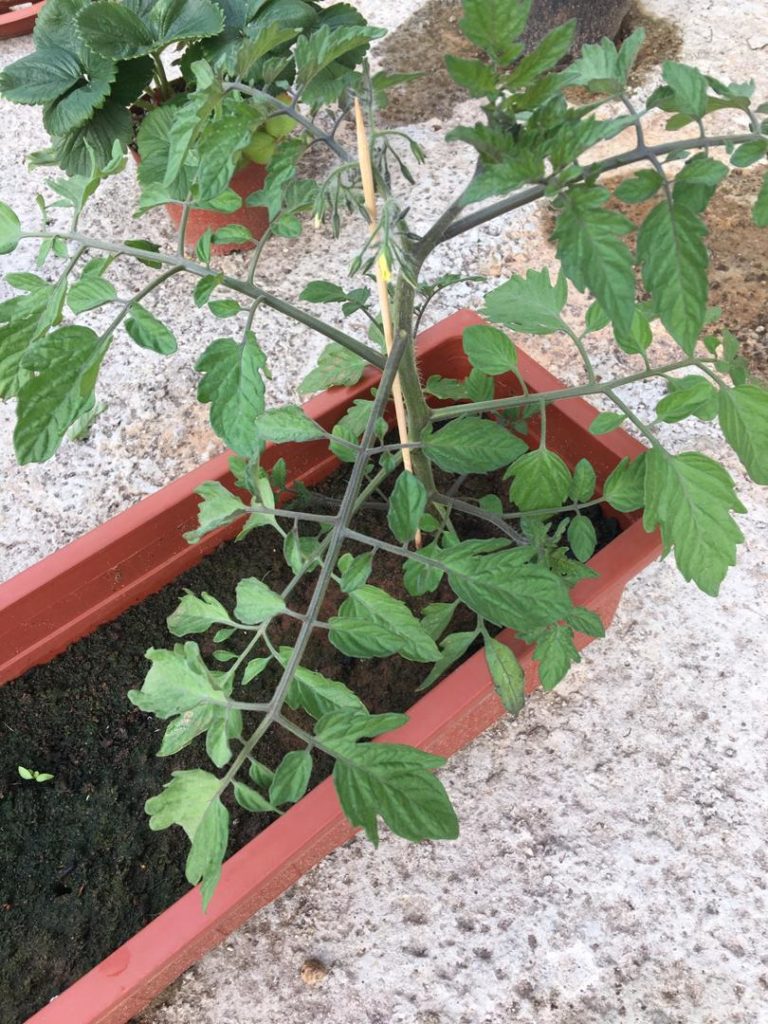 Read 1 answer to a question about Why Isn’t My Cherry Tomato Plant Not