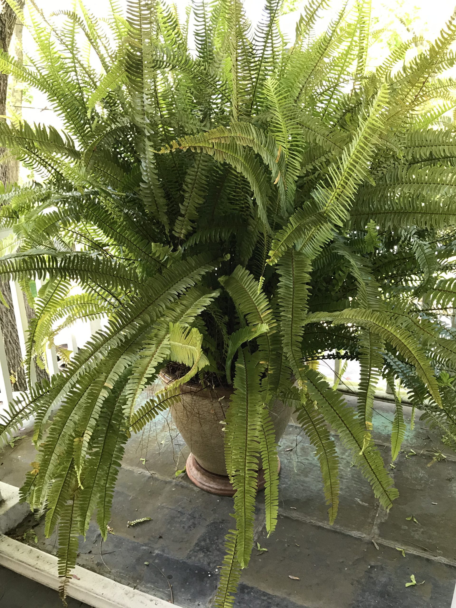 read-1-answer-to-a-question-about-how-and-when-to-water-large-potted