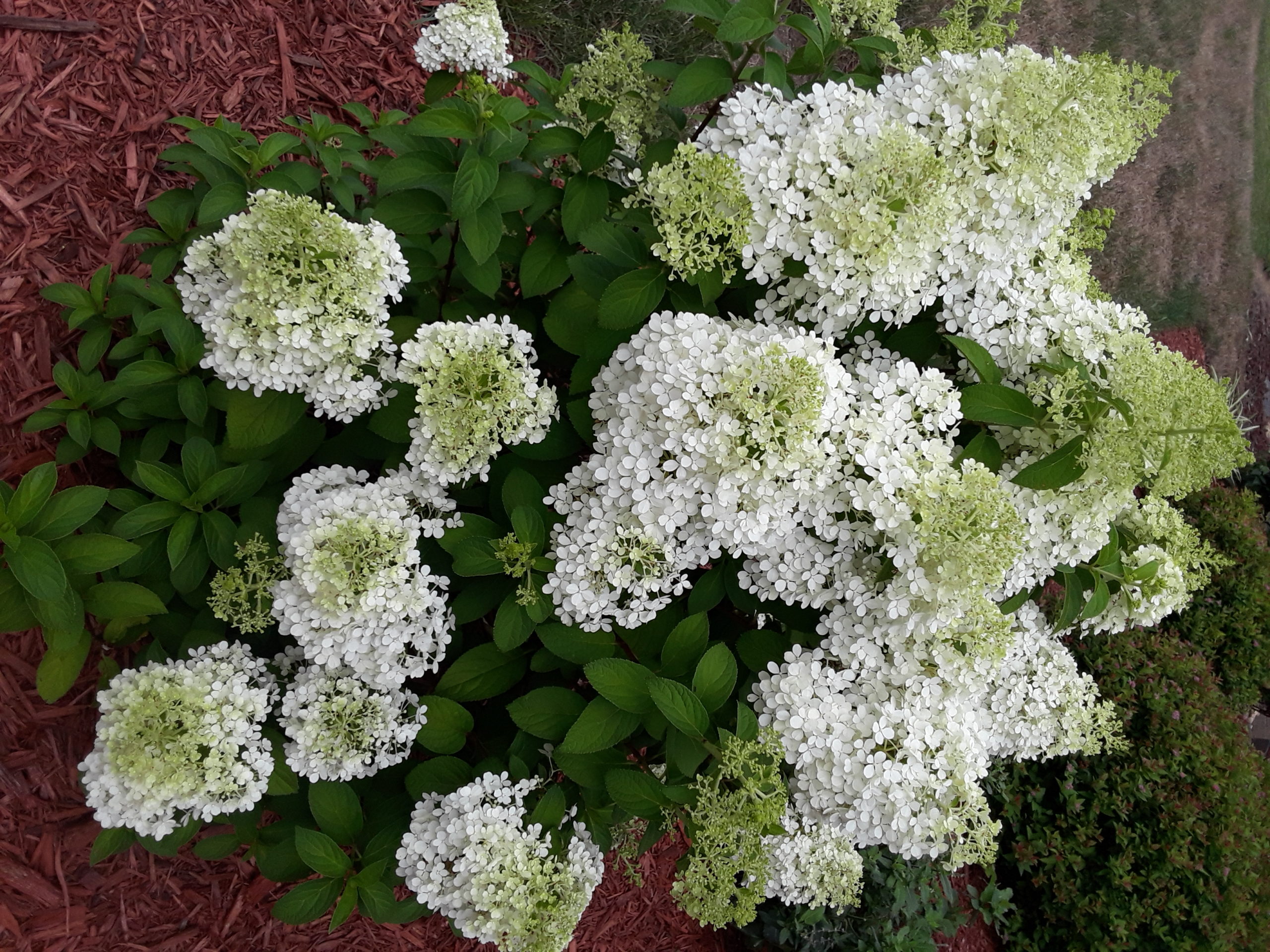 Help answer a question about My Bobo Hydrangea Blooms Are ...