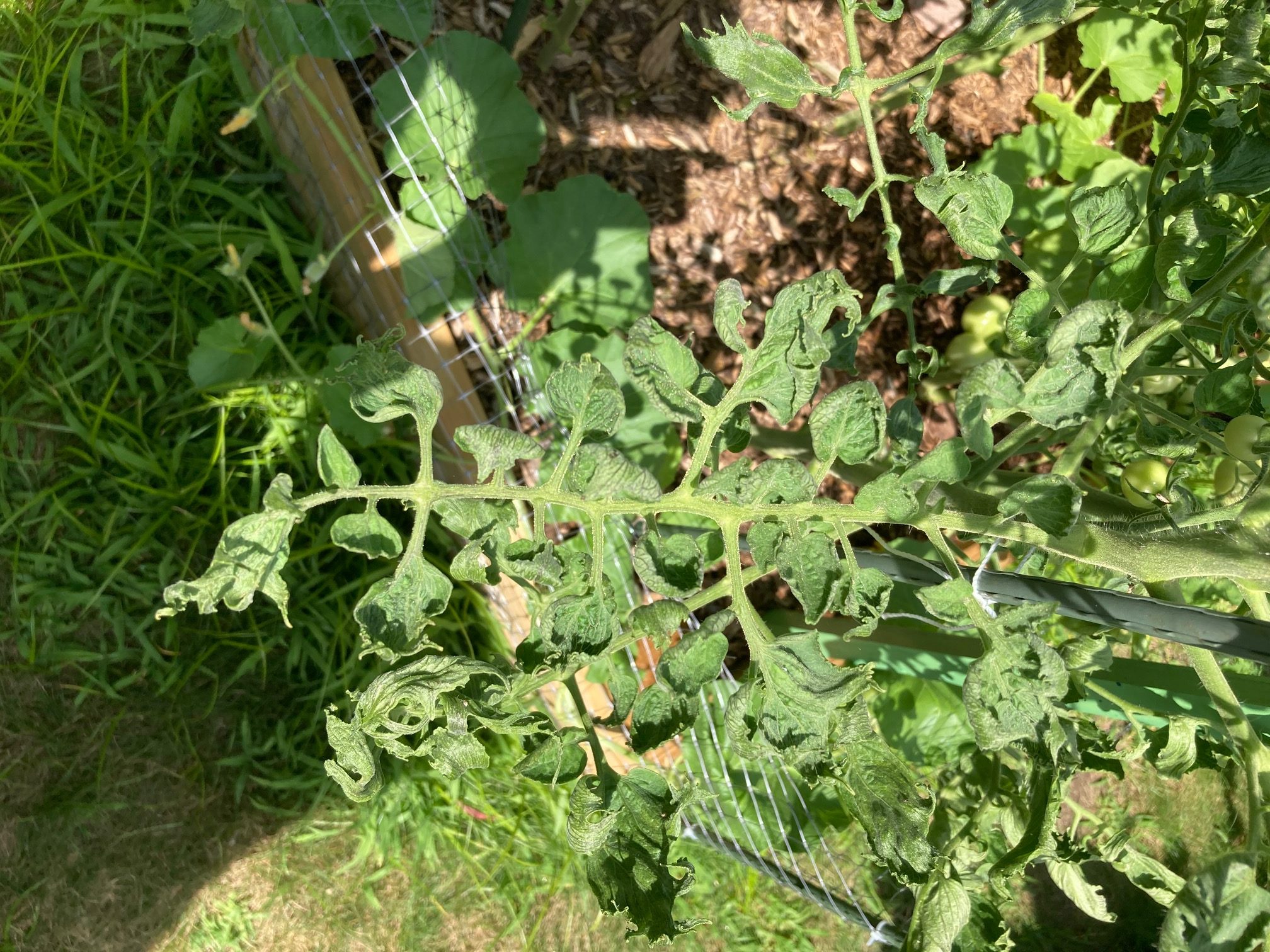 Leaf Curl On Tomato Plants Nz - Experiences with Fungal disease