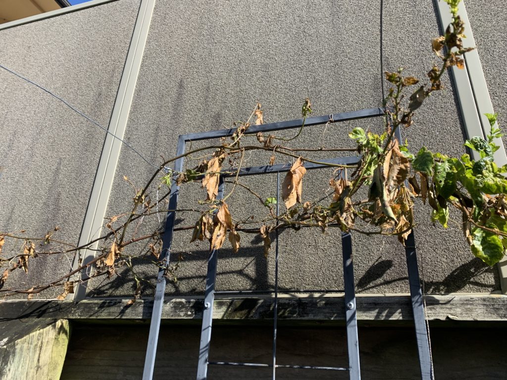 Read 1 answer to a question about How Can I Save My Dying Passionfruit