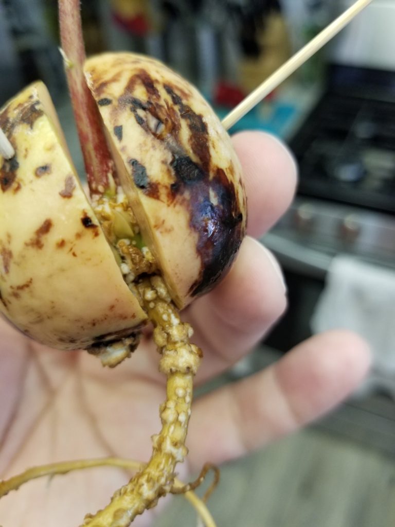 Read 2 answers to a question about White Spots On Avocado Seeds - Gardening  Know How Questions & Answers