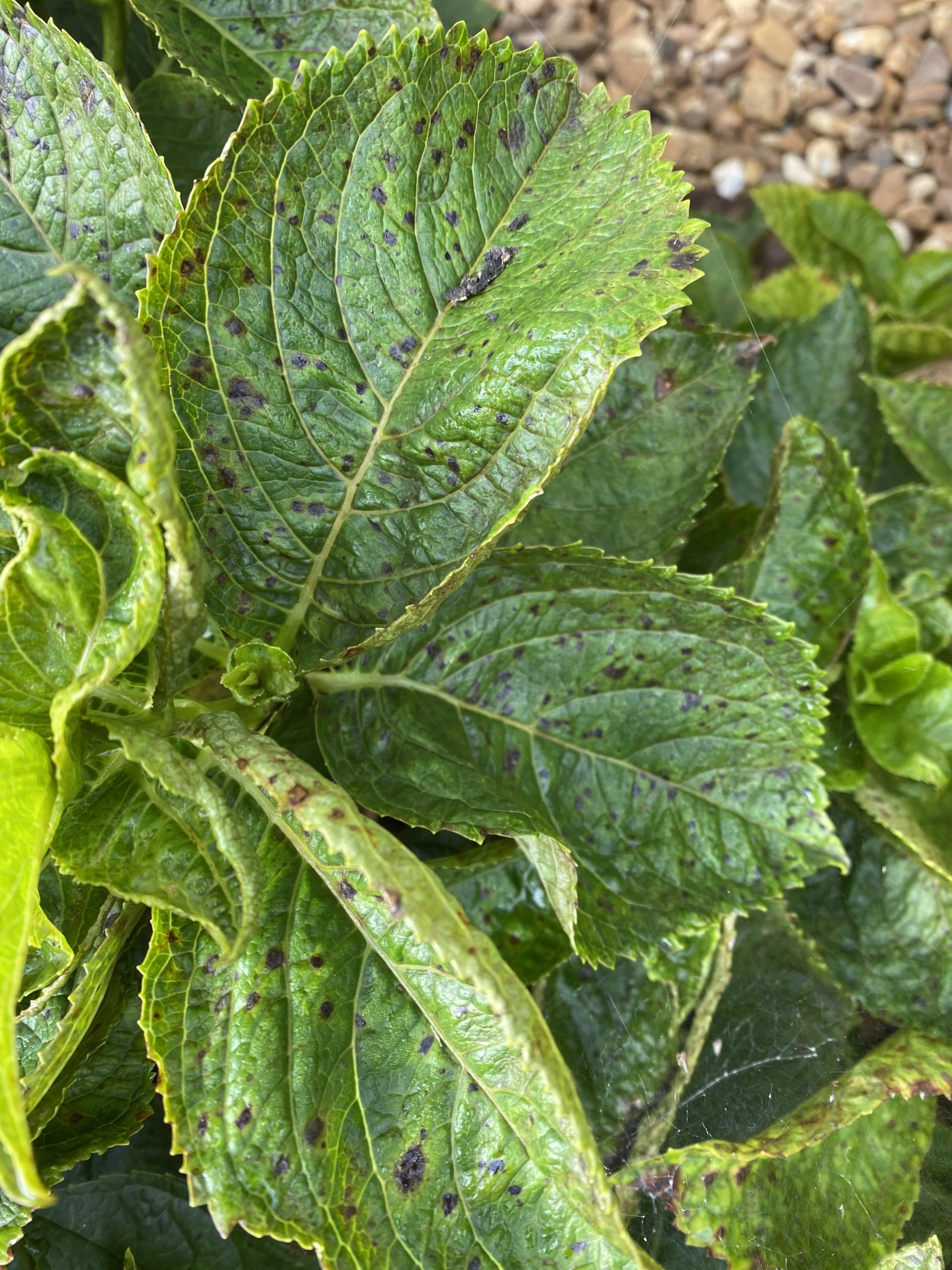 Read 1 answer to a question about My Hydrangeas Have Black Spot Fungus
