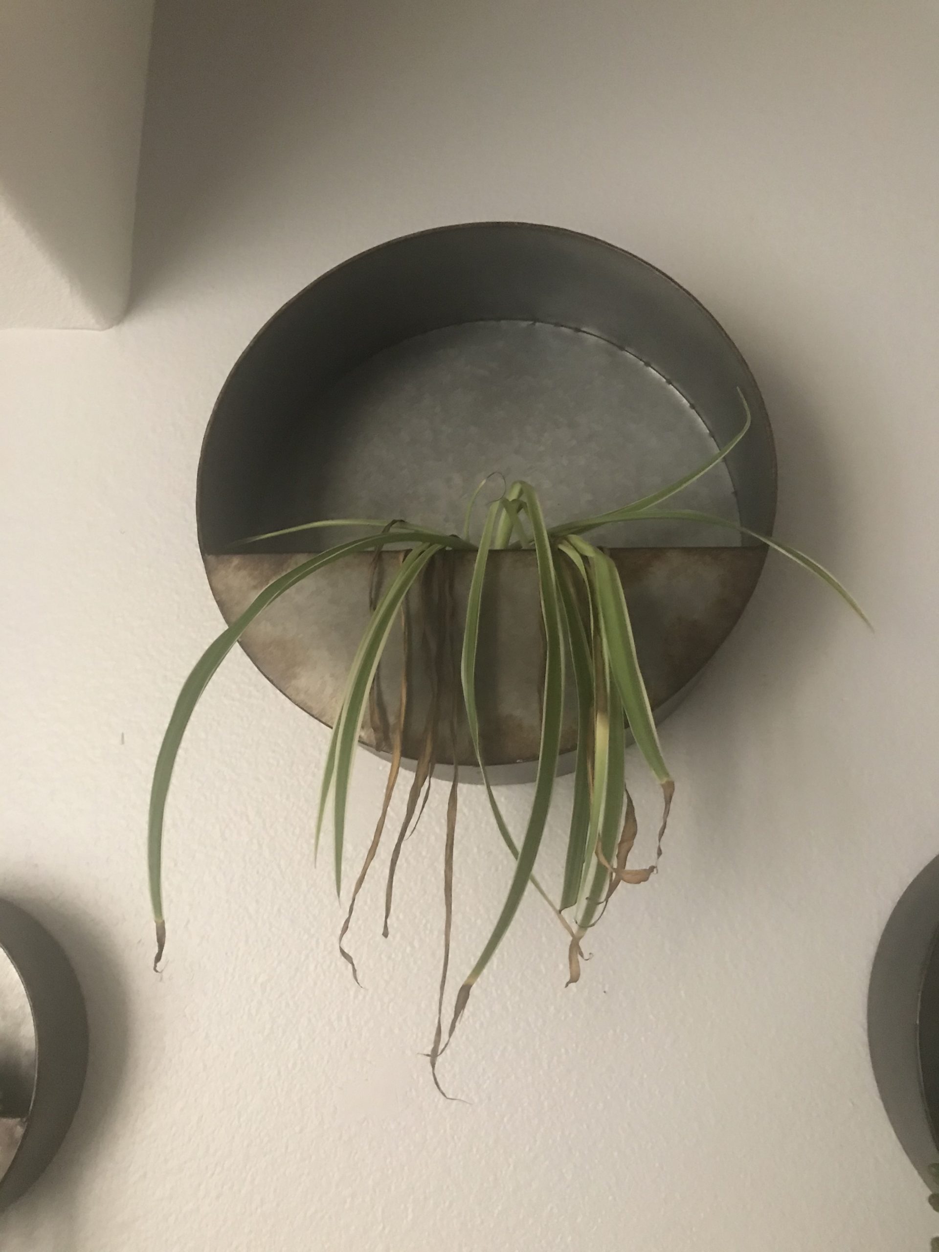 Read 1 answer to a question about Need Help With Dying Spider Plant