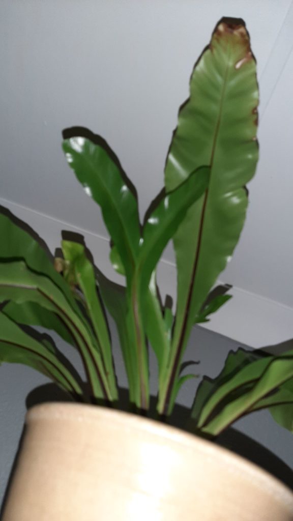 pictures of dracaena plants Dracaena fragrans | Lisa