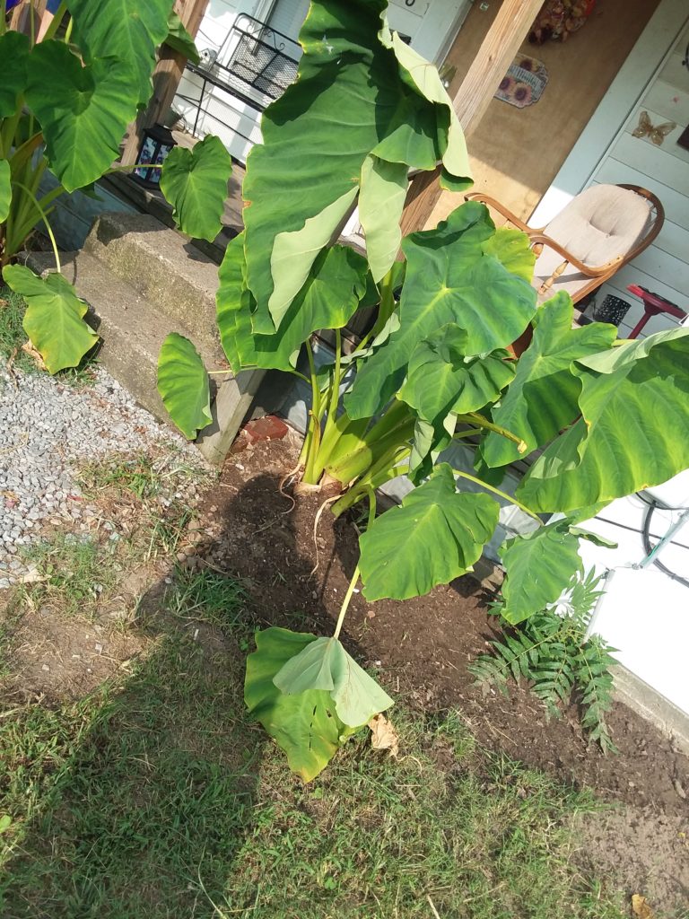 dracaena somnolenta Dracaena Somnolenta