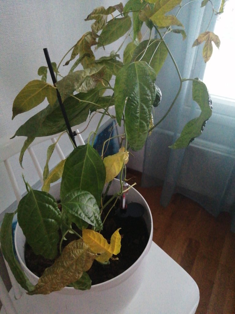 Read 1 answer to a question about My Passion Fruit Vine Is Dying
