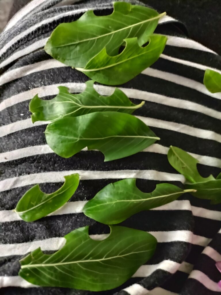 Read 2 answers to a question about What's Eating My Vincas Leaves