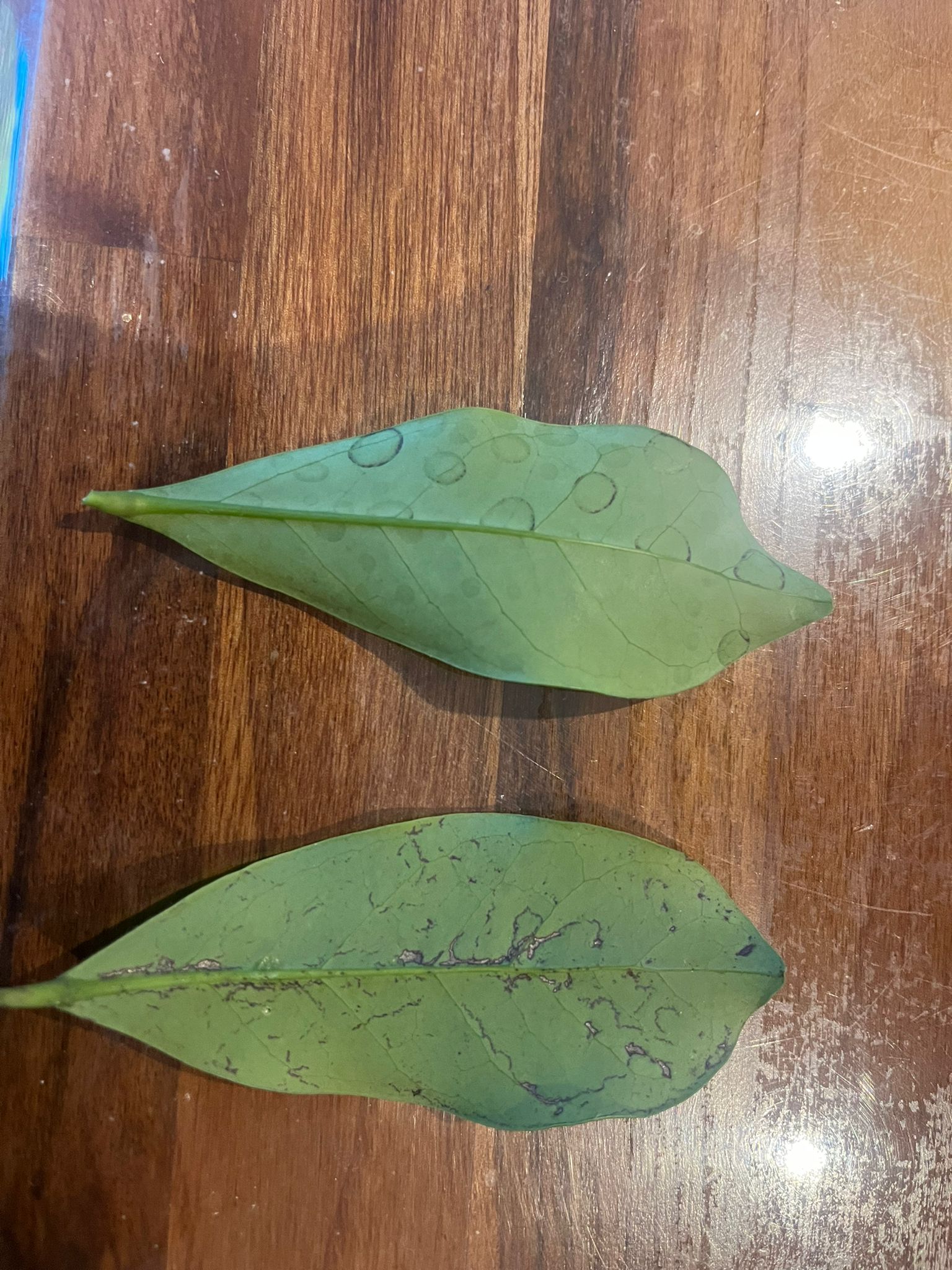 10+ Schefflera Plant Problems Read 5 answers to a question about Schefflera Arboricola Dying